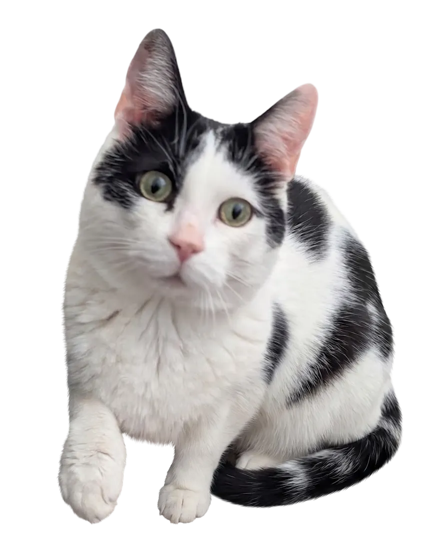 Katze Felix